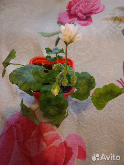 Пеларгония королевская. герань