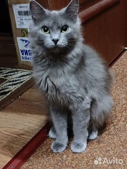 Кошка ищет дом