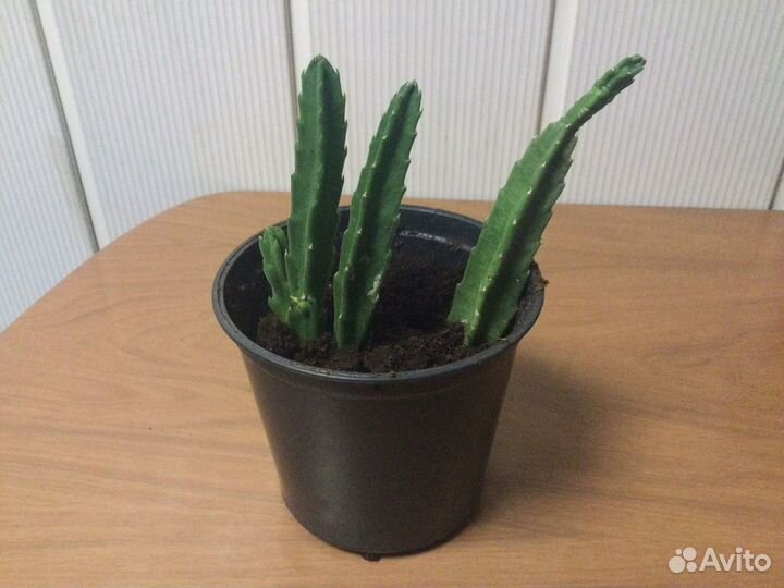 Стапелия