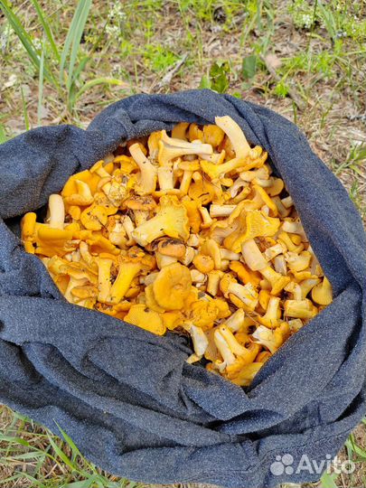 Сушеные грибы лисички 2024