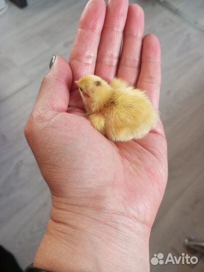 Техасский перепел