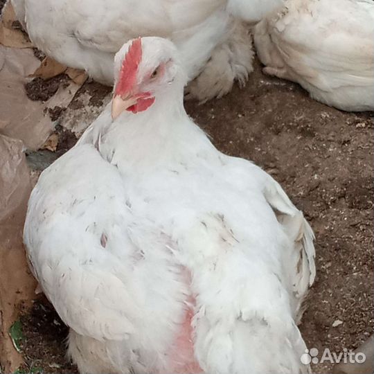 Куры бройлеры