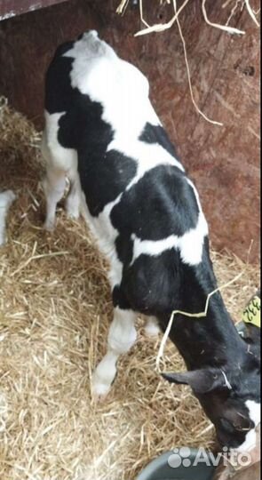 Телята и бычки