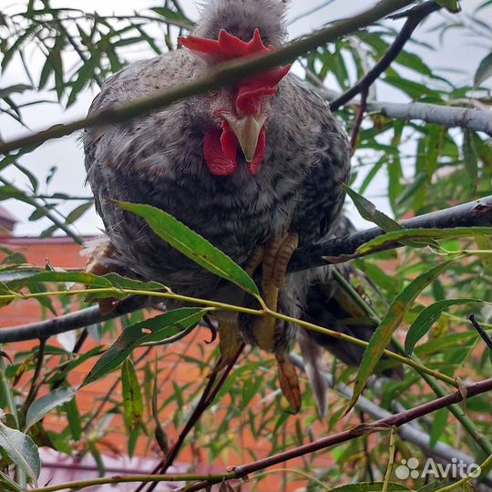 Петушки Легбар