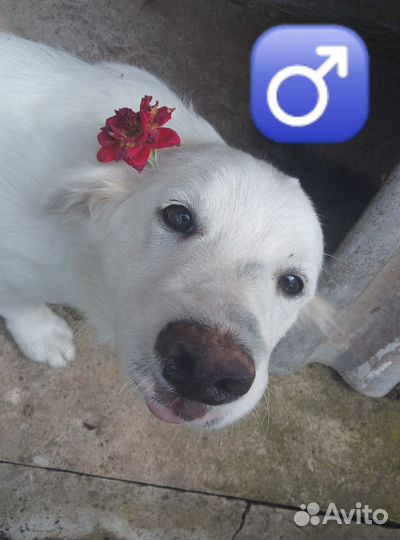 Собака в добрые руки