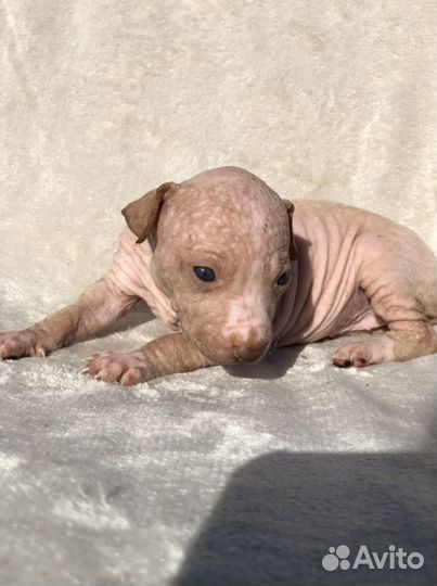 Шоколадная девочка агт