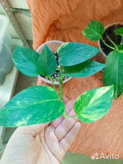 Сциндапсус