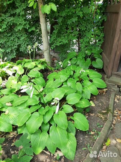 Хоста большой куст