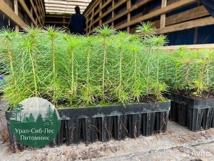 Зкс и окс Сосна Ель Лиственница сеянцы Голуб горн