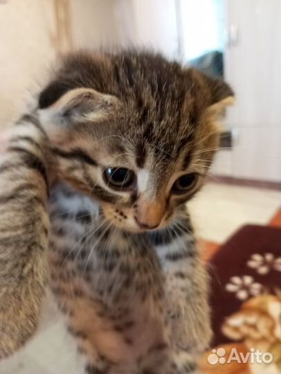 Вислоухие котята