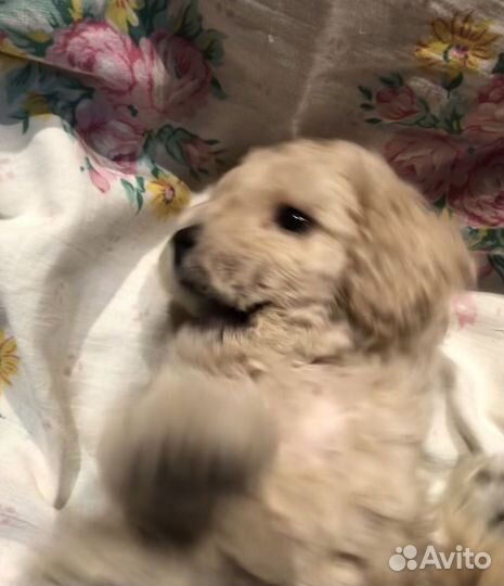 Той-пудель мини девочка