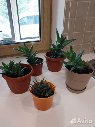 Комнатные цветы алоэ