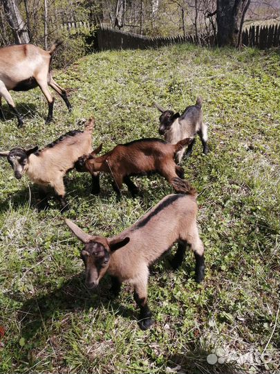 Альпийские козлята и козы