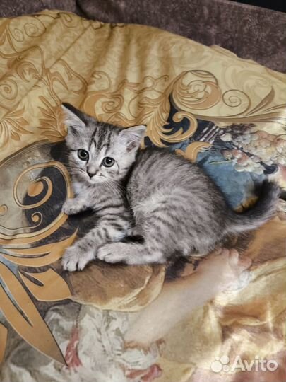 Европейская киса