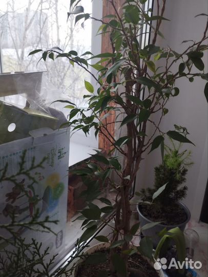 Комнатные цветы