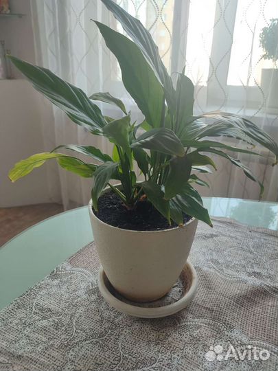 Спатифиллум Алана