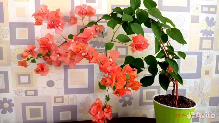 Бугенвиллии