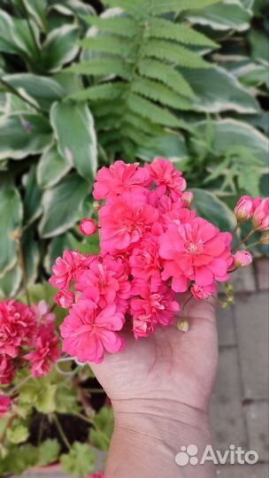 Пеларгония Ю Лариса Огудалова