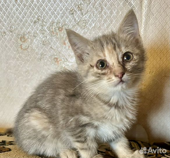 Котятки в добрые руки