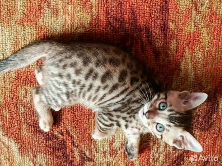Бенгальские котята