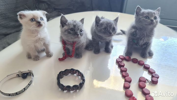 Кошки страйт и фолд