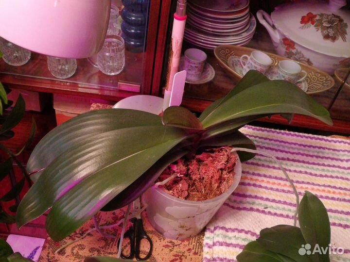 Орхидея фаленопсис