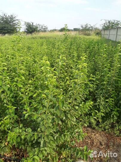 Саженцы(черешня)