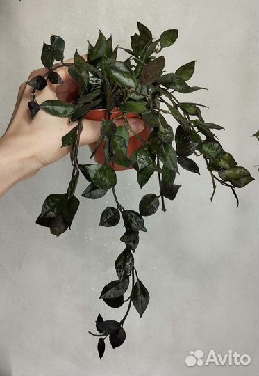 Хойя блек ливз,кримсон квин,вайетти,сансевьерия