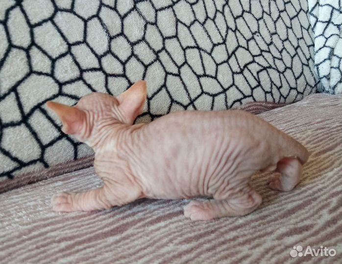 Донской сфинкс котята велюр