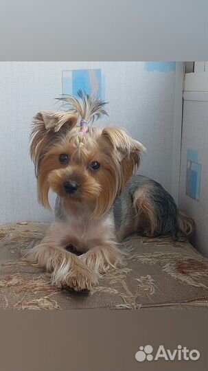 Йоркширский терьер девочка