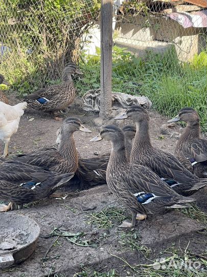 Подсадные утки