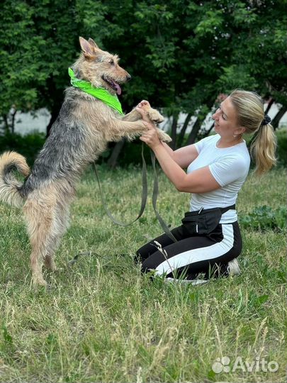 Спасите собаку из приюта