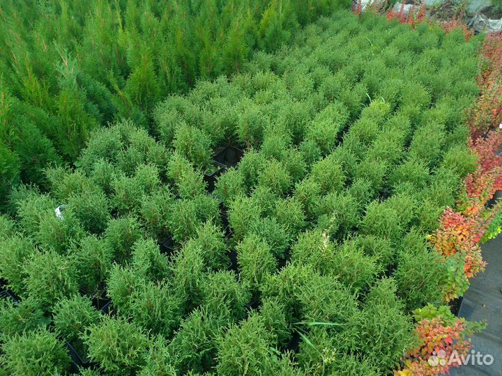 Туя шаровидная