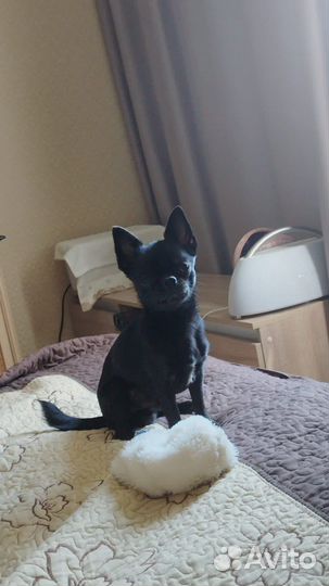 Вязка чихуахуа мальчик