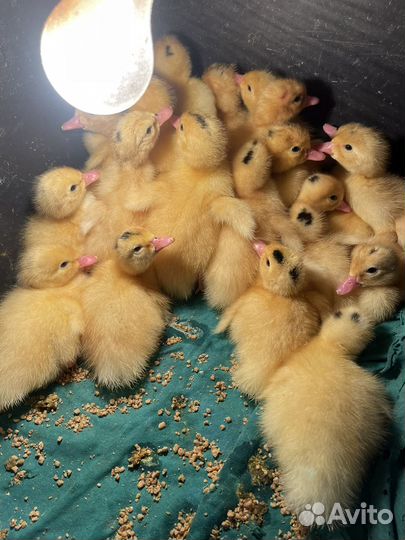 Муларды (бройлерная утка )