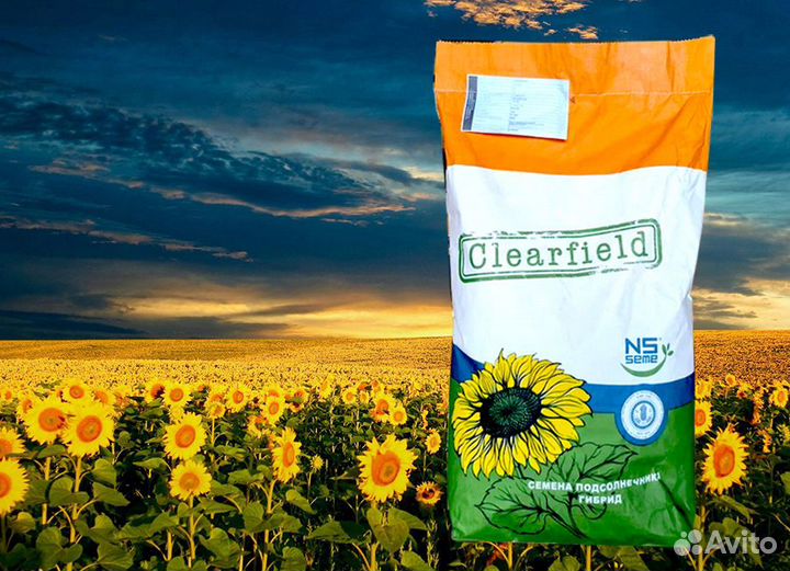 Гибриды семена подсолнечника нсх 6343 (Нови Сад)
