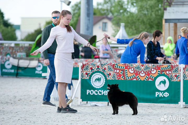 Показ на выставках