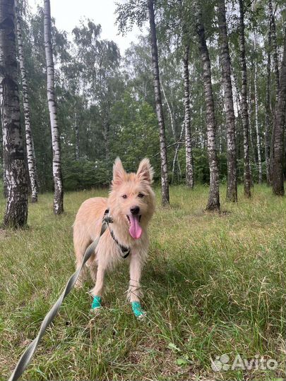 Собаке очень плохо в приюте