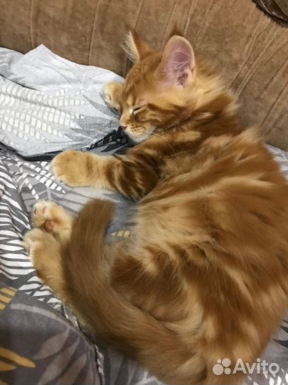 Мейн-кун котенок