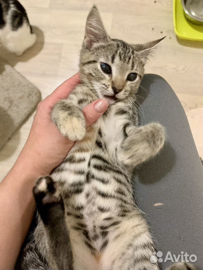 Котята девочки