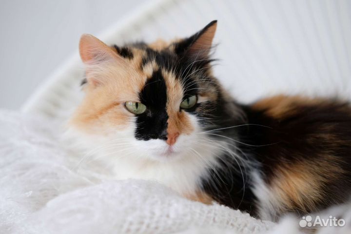 Роскошная кошка