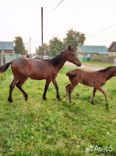 Жеребец 2г.2мец