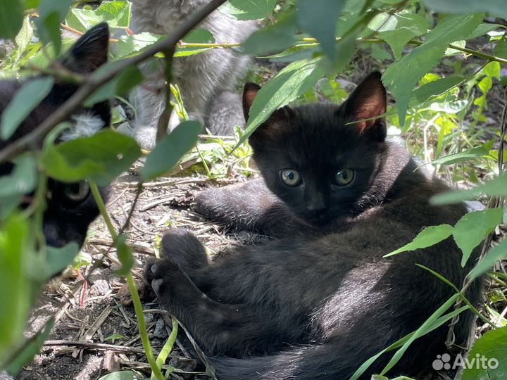 Черные кошки котята