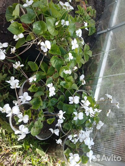 Фиалка многолетняя