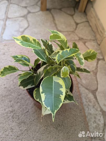 Фикус Бенджамина голден кинг