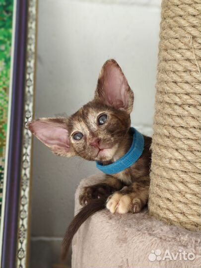 Ориентальная кошечка