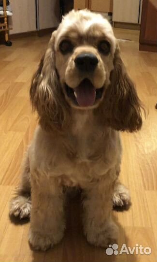 Вязка Американского кокер спаниеля