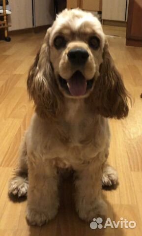 Вязка Американского кокер спаниеля