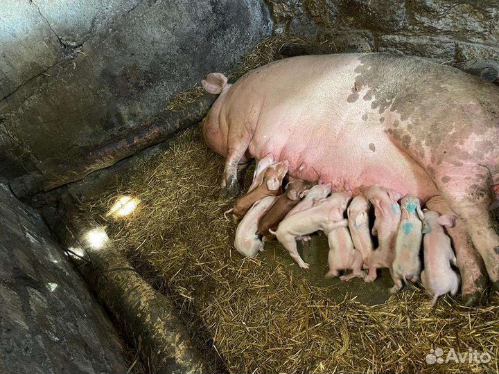 Поросята крупные ландрас+белая русская