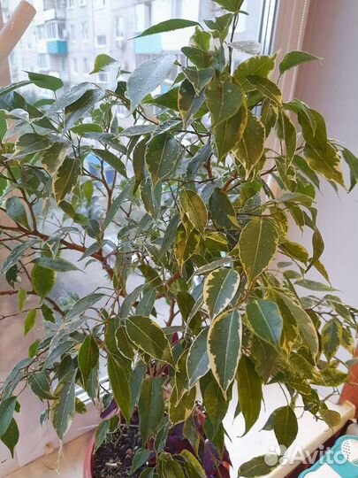 Фикус бенджамина пестролистный
